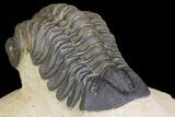 Reedops Trilobite - Atchana, Morocco #153955-4